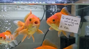 Goldfish Jokes